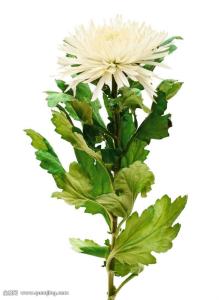 ձͣ׼뾳 Ӣ䶨ڿ˺ͣ